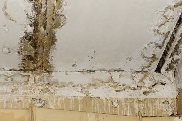 Mold Remediation for Vacation Homes in Del Rio, CA